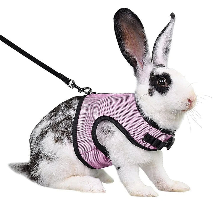 Breathable Small Pet Harness & Leash Set