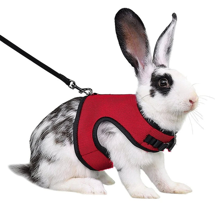 Breathable Small Pet Harness & Leash Set